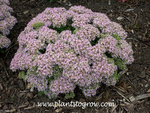 Pure Joy Sedum (Hylotelephium)